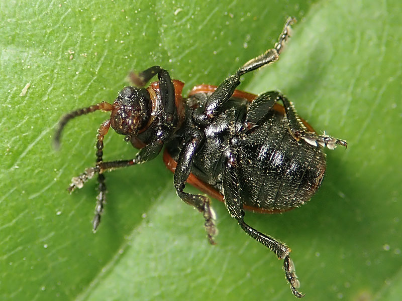 Chrysomelidae: Lochmaea? No, Galeruca (Emarhopa) rufa